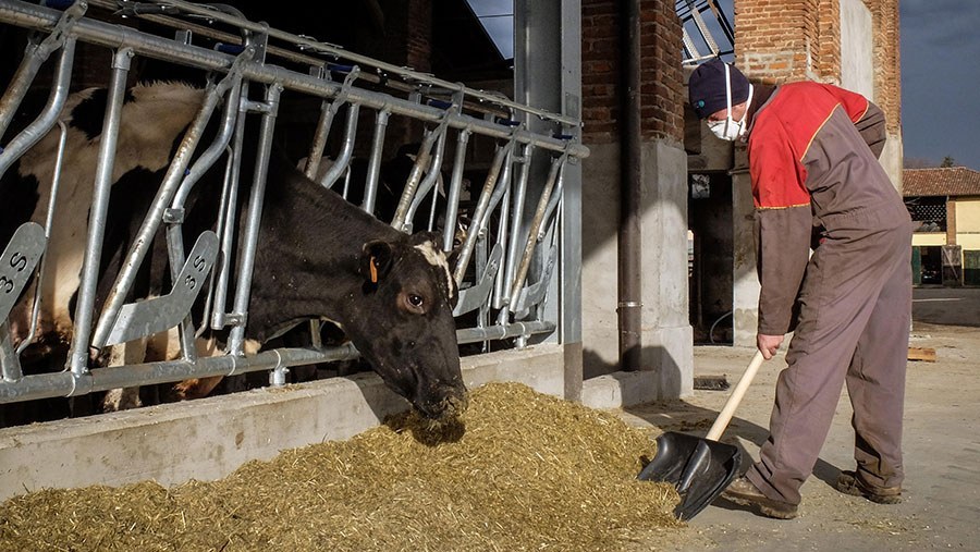 How Somerset Young Farmers are surviving the pandemic